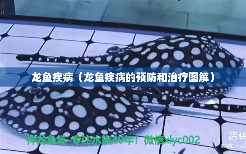 龍魚疾?。堲~疾病的預(yù)防和治療圖解） 龍魚疾病與治療