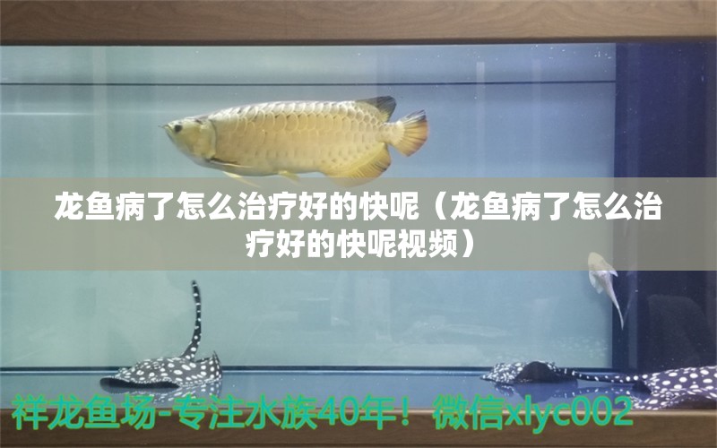 龍魚病了怎么治療好的快呢（龍魚病了怎么治療好的快呢視頻）