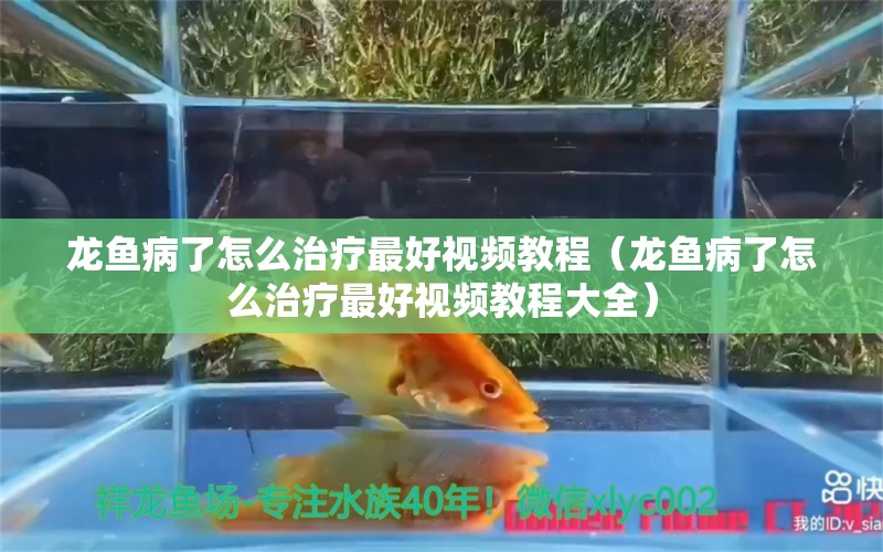 龍魚病了怎么治療最好視頻教程（龍魚病了怎么治療最好視頻教程大全）