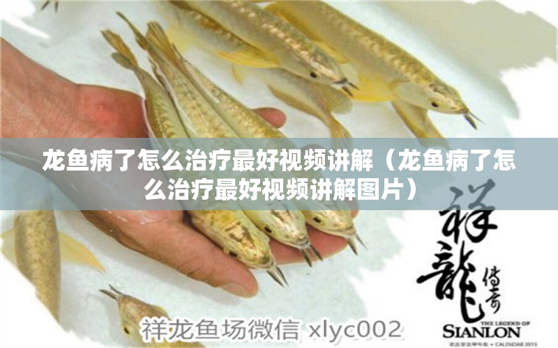 龍魚病了怎么治療最好視頻講解（龍魚病了怎么治療最好視頻講解圖片） 龍魚疾病與治療