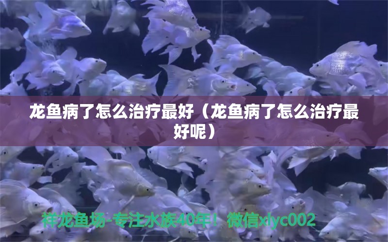 龍魚病了怎么治療最好（龍魚病了怎么治療最好呢）