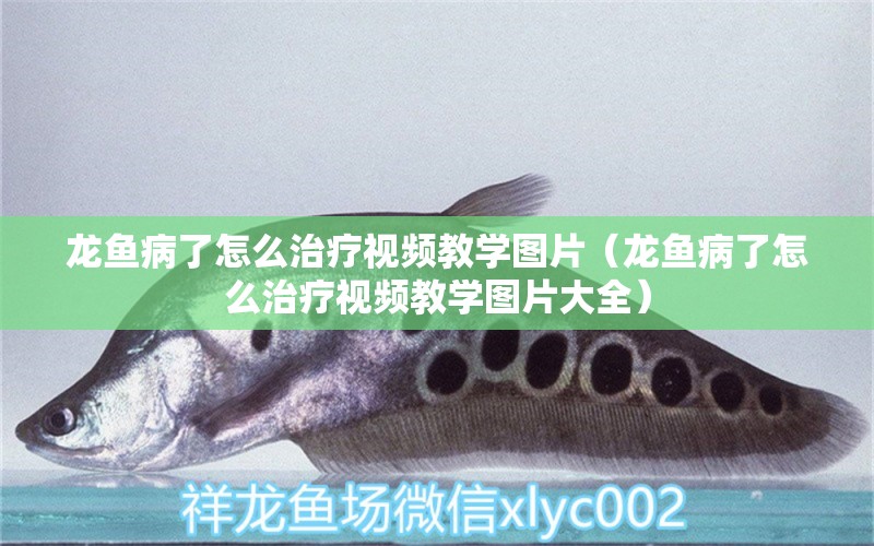 龍魚病了怎么治療視頻教學(xué)圖片（龍魚病了怎么治療視頻教學(xué)圖片大全） 龍魚疾病與治療