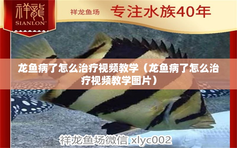 龍魚病了怎么治療視頻教學(xué)（龍魚病了怎么治療視頻教學(xué)圖片） 龍魚疾病與治療