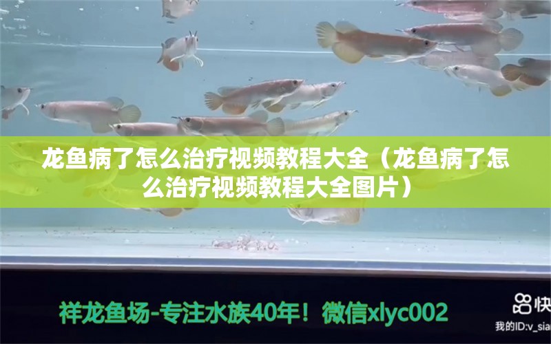 龍魚病了怎么治療視頻教程大全（龍魚病了怎么治療視頻教程大全圖片）