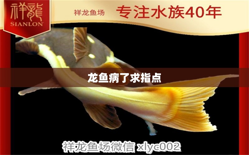 龍魚病了求指點 龍魚疾病與治療