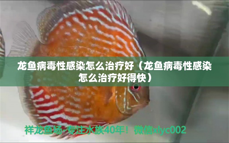 龍魚病毒性感染怎么治療好（龍魚病毒性感染怎么治療好得快） 龍魚疾病與治療