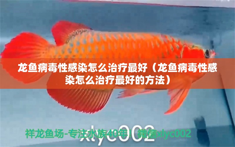 龍魚病毒性感染怎么治療最好（龍魚病毒性感染怎么治療最好的方法） 龍魚疾病與治療