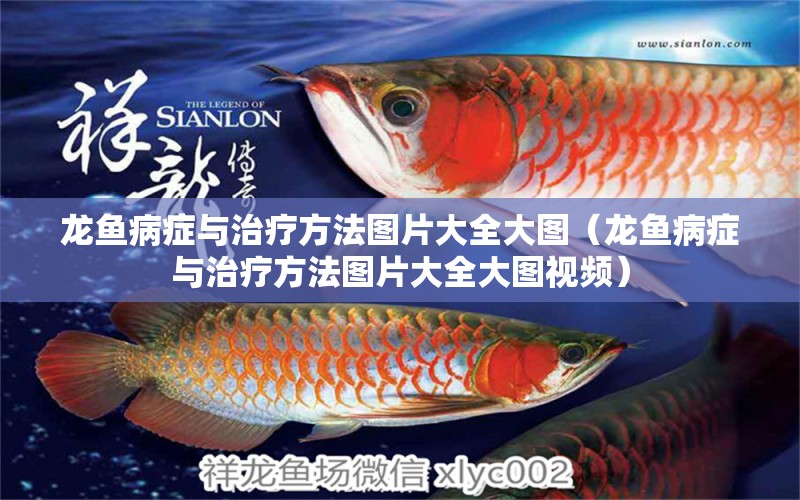 龍魚病癥與治療方法圖片大全大圖（龍魚病癥與治療方法圖片大全大圖視頻）