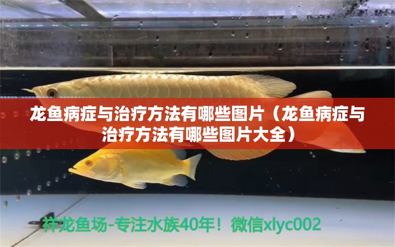 龍魚病癥與治療方法有哪些圖片（龍魚病癥與治療方法有哪些圖片大全） 龍魚疾病與治療