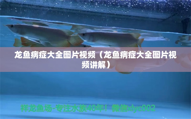 龍魚病癥大全圖片視頻（龍魚病癥大全圖片視頻講解）