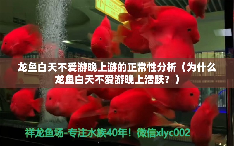 龍魚白天不愛游晚上游的正常性分析（為什么龍魚白天不愛游晚上活躍？） 龍魚百科 第1張