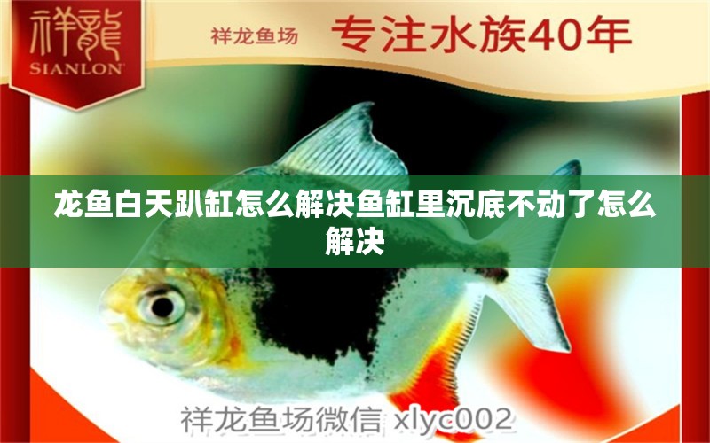 龍魚白天趴缸怎么解決魚缸里沉底不動了怎么解決 養(yǎng)魚知識