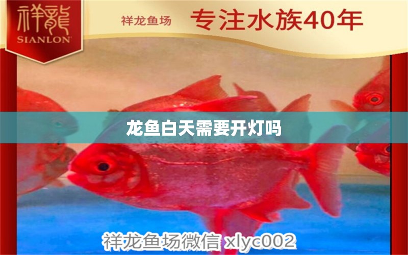 龍魚白天需要開燈嗎 龍魚百科 第2張