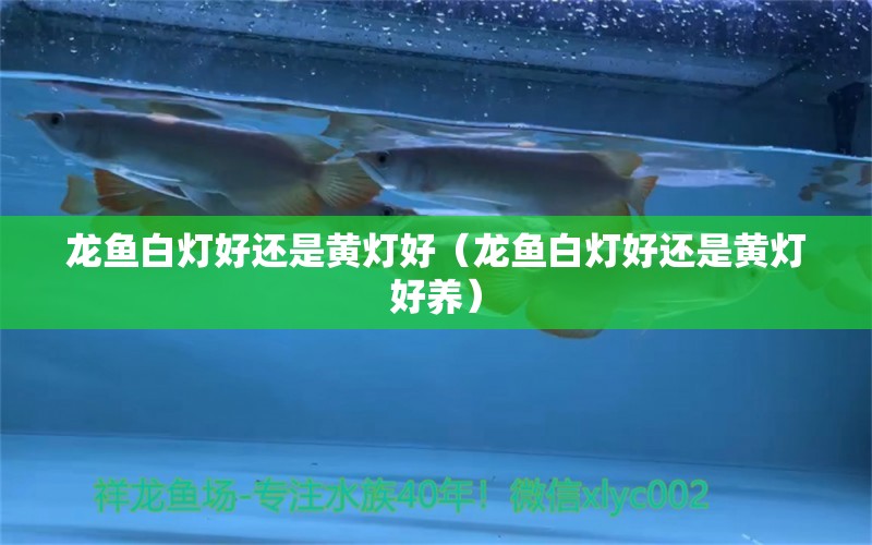 龍魚(yú)白燈好還是黃燈好（龍魚(yú)白燈好還是黃燈好養(yǎng)） 廣州龍魚(yú)批發(fā)市場(chǎng)