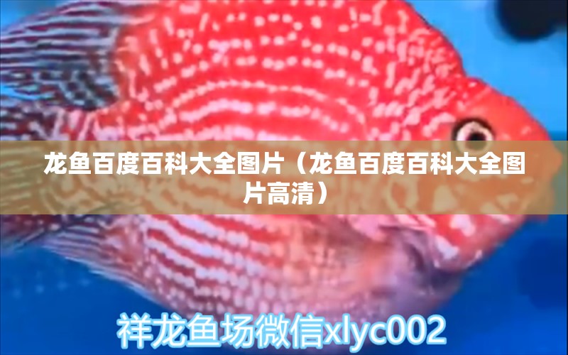 龍魚百度百科大全圖片（龍魚百度百科大全圖片高清） 觀賞魚市場（混養(yǎng)魚）