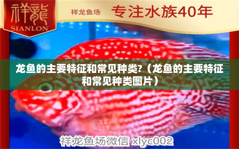 龍魚(yú)的主要特征和常見(jiàn)種類(lèi)?（龍魚(yú)的主要特征和常見(jiàn)種類(lèi)圖片）