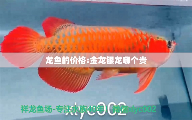 龍魚的價格:金龍銀龍哪個貴