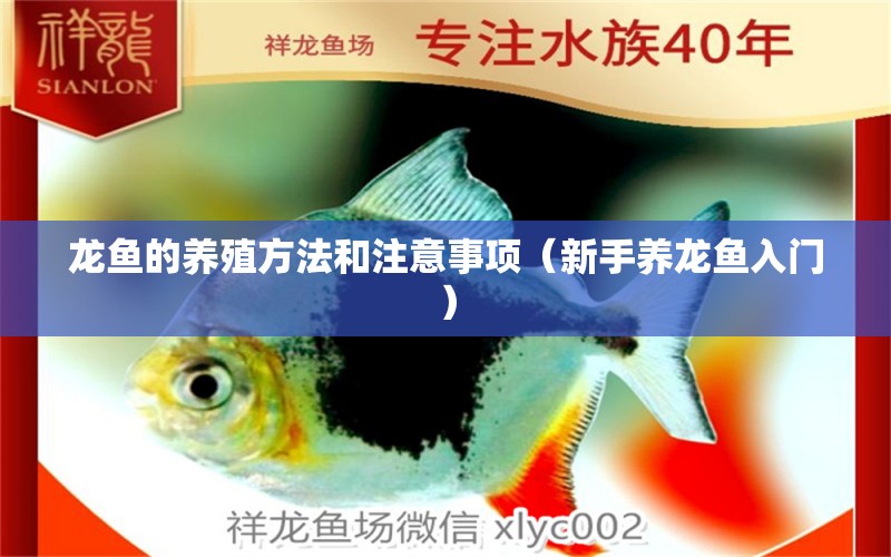 龍魚(yú)的養(yǎng)殖方法和注意事項(xiàng)（新手養(yǎng)龍魚(yú)入門）