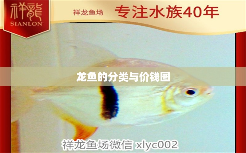 龍魚的分類與價(jià)錢圖 龍魚百科 第2張