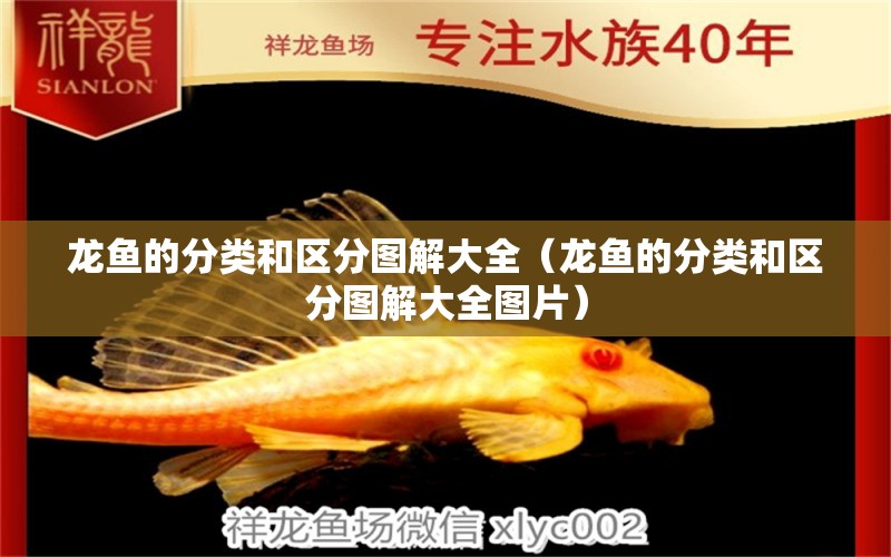 龍魚(yú)的分類和區(qū)分圖解大全（龍魚(yú)的分類和區(qū)分圖解大全圖片） 龍魚(yú)疾病與治療