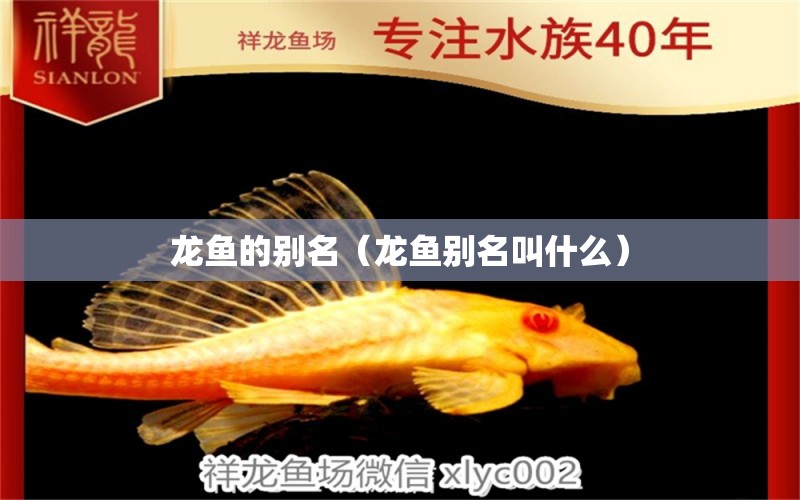 龍魚的別名（龍魚別名叫什么） 龍魚疾病與治療