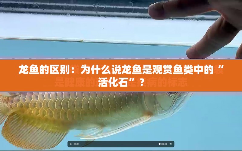 龍魚的區(qū)別：為什么說龍魚是觀賞魚類中的“活化石”？ 水族問答 第2張