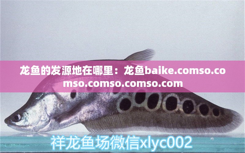 龍魚的發(fā)源地在哪里：龍魚baike.comso.comso.comso.comso.com