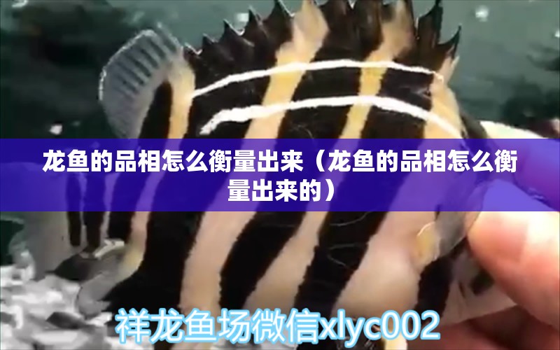 龍魚的品相怎么衡量出來（龍魚的品相怎么衡量出來的） 龍魚疾病與治療