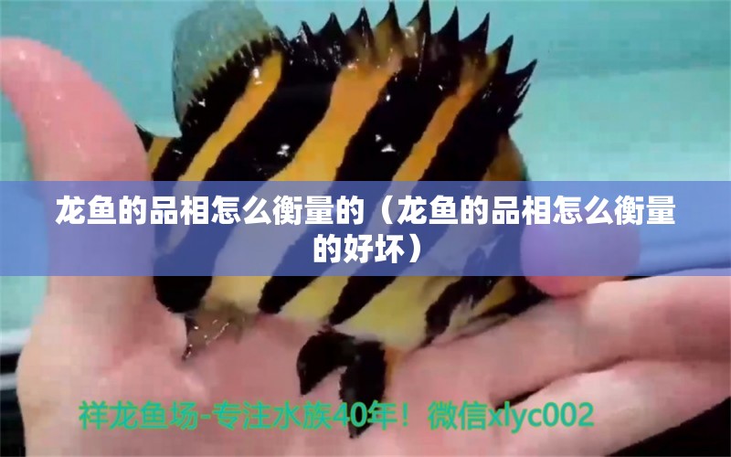 龍魚的品相怎么衡量的（龍魚的品相怎么衡量的好壞） 龍魚疾病與治療