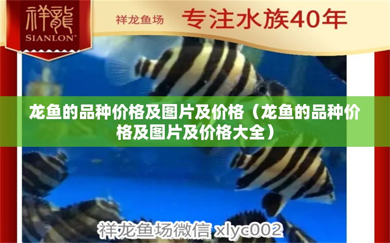 龍魚的品種價格及圖片及價格（龍魚的品種價格及圖片及價格大全） 龍魚疾病與治療