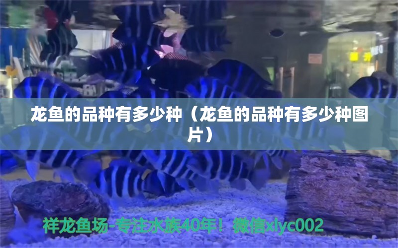 龍魚的品種有多少種（龍魚的品種有多少種圖片）