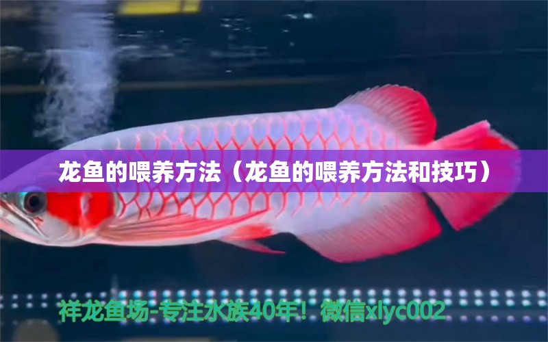 龍魚的喂養(yǎng)方法（龍魚的喂養(yǎng)方法和技巧）