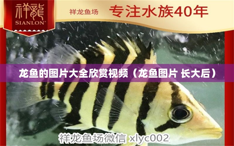 龍魚的圖片大全欣賞視頻（龍魚圖片 長大后） 水族燈（魚缸燈）