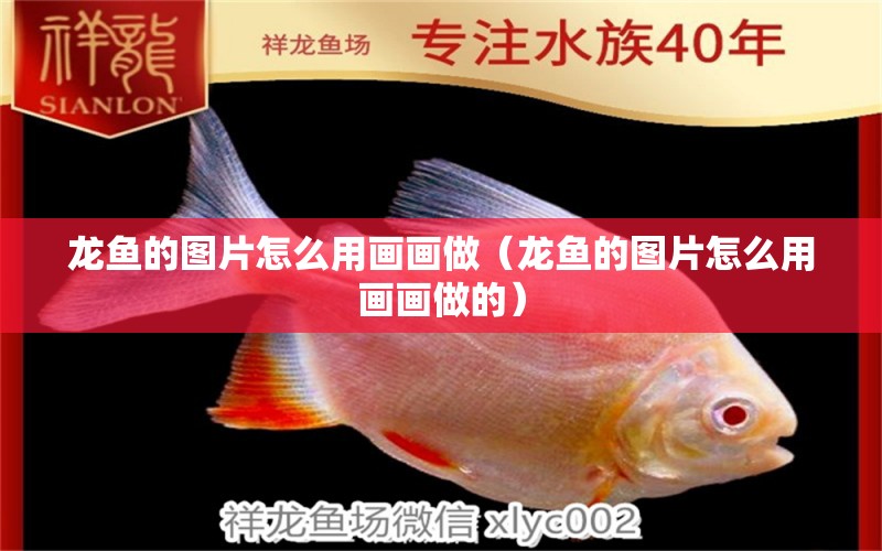 龍魚的圖片怎么用畫畫做（龍魚的圖片怎么用畫畫做的） 祥龍水族醫(yī)院