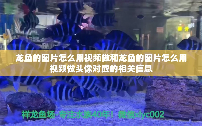 龍魚的圖片怎么用視頻做和龍魚的圖片怎么用視頻做頭像對應(yīng)的相關(guān)信息 潛水艇魚