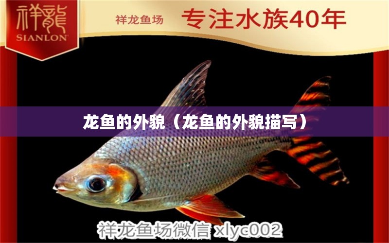 龍魚的外貌（龍魚的外貌描寫） 廣州龍魚批發(fā)市場