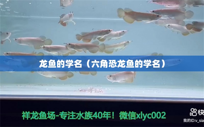 龍魚的學(xué)名（六角恐龍魚的學(xué)名） 龍魚疾病與治療