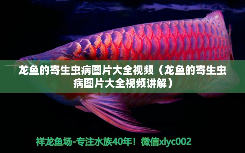 龍魚的寄生蟲病圖片大全視頻（龍魚的寄生蟲病圖片大全視頻講解）