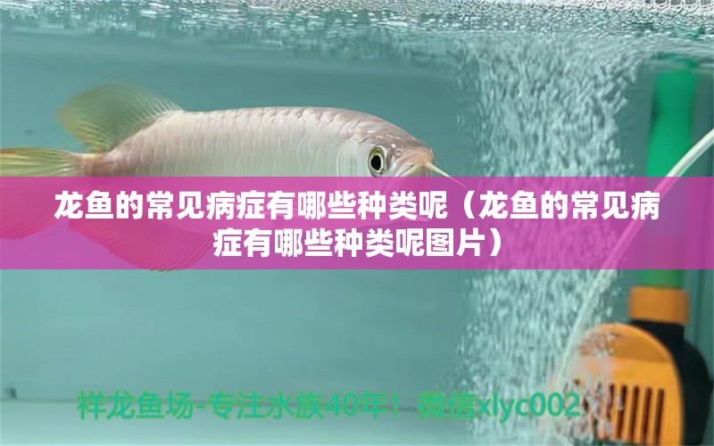 龍魚的常見病癥有哪些種類呢（龍魚的常見病癥有哪些種類呢圖片）