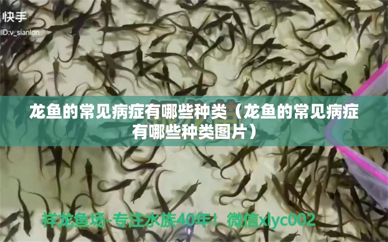 龍魚的常見病癥有哪些種類（龍魚的常見病癥有哪些種類圖片）