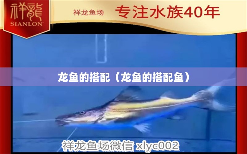 龍魚的搭配（龍魚的搭配魚） 龍魚疾病與治療