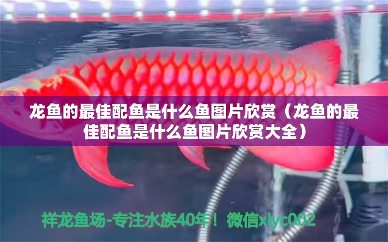 龍魚(yú)的最佳配魚(yú)是什么魚(yú)圖片欣賞（龍魚(yú)的最佳配魚(yú)是什么魚(yú)圖片欣賞大全） 祥龍水族醫(yī)院