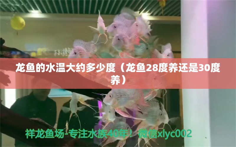 龍魚的水溫大約多少度（龍魚28度養(yǎng)還是30度養(yǎng)） 廣州龍魚批發(fā)市場(chǎng)