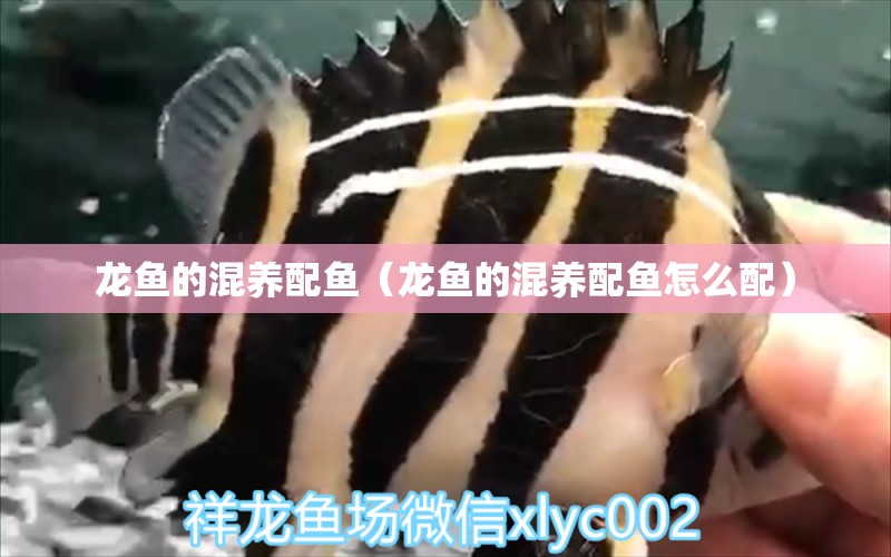 龍魚的混養(yǎng)配魚（龍魚的混養(yǎng)配魚怎么配） 龍魚疾病與治療