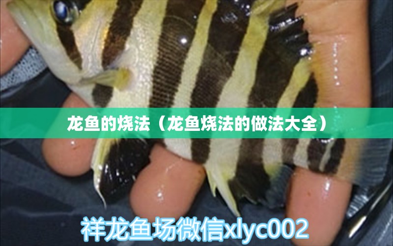 龍魚的燒法（龍魚燒法的做法大全） 廣州龍魚批發(fā)市場(chǎng)