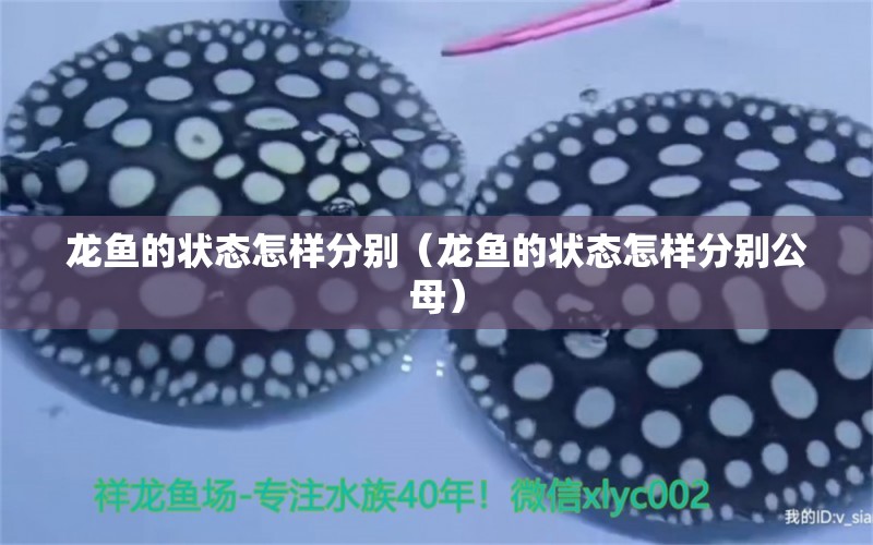 龍魚的狀態(tài)怎樣分別（龍魚的狀態(tài)怎樣分別公母） 龍魚疾病與治療