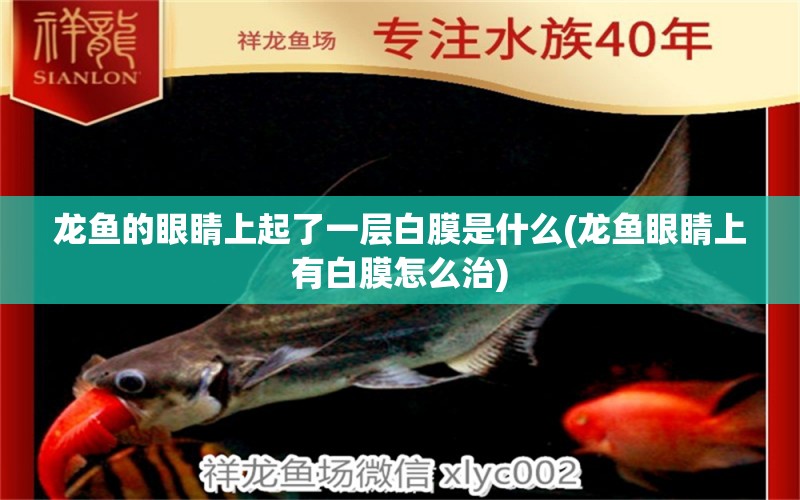 龍魚(yú)的眼睛上起了一層白膜是什么(龍魚(yú)眼睛上有白膜怎么治)