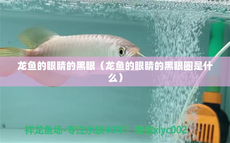 龍魚的眼睛的黑眼（龍魚的眼睛的黑眼圈是什么） 廣州龍魚批發(fā)市場