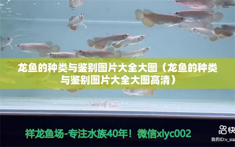 龍魚的種類與鑒別圖片大全大圖（龍魚的種類與鑒別圖片大全大圖高清）