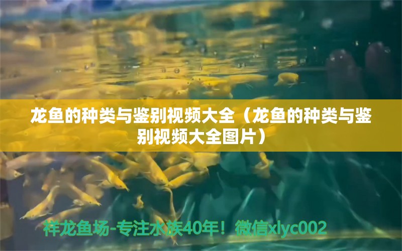 龍魚的種類與鑒別視頻大全（龍魚的種類與鑒別視頻大全圖片） 龍魚疾病與治療